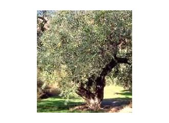 Msa olea europea 50 ml